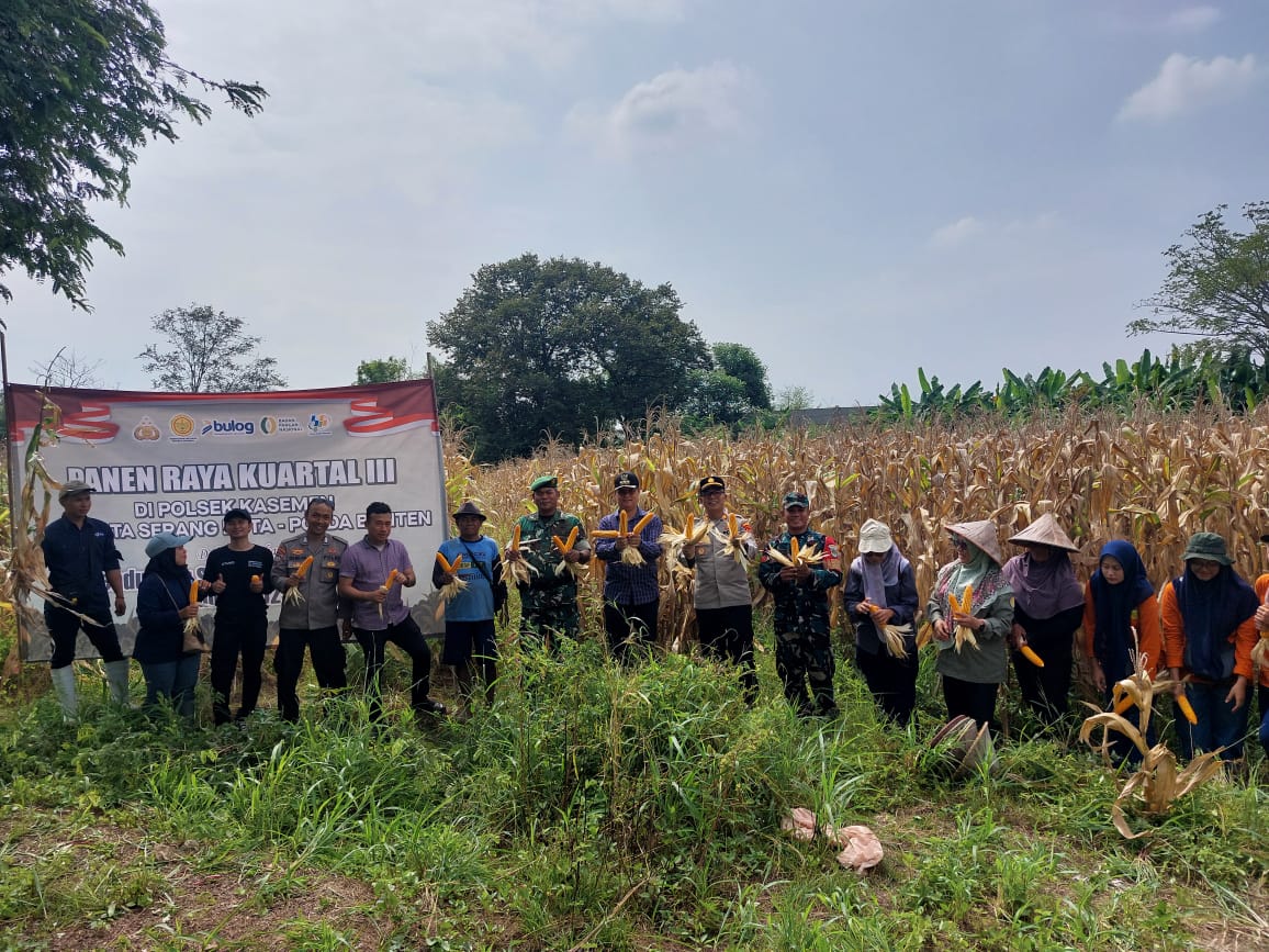 Panen  Raya Jagung Kuartal III Bersama Polsek Kasemen